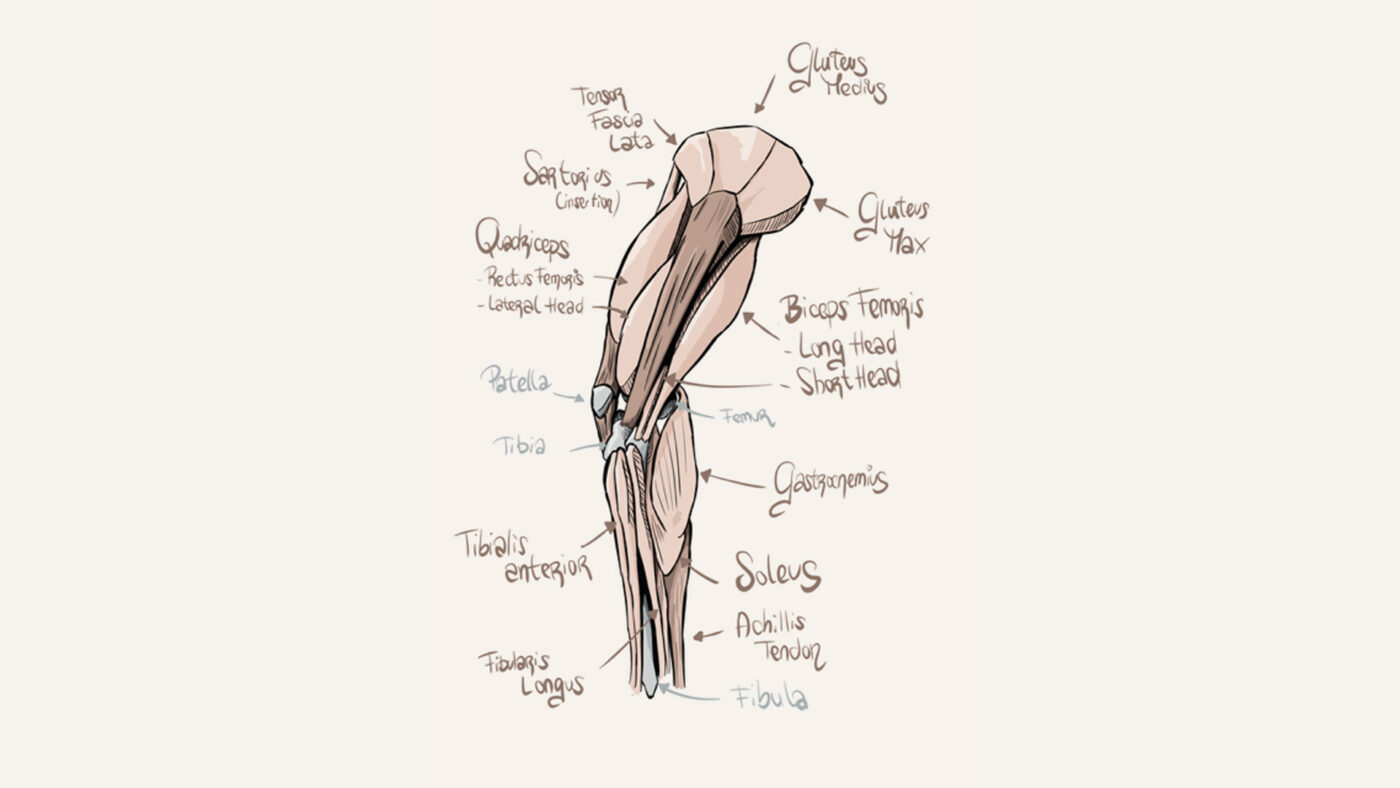 Technical drawing of a human body featuring the seminar: Neural Manipulation of the Lower Limb, by Joan Montserrat.