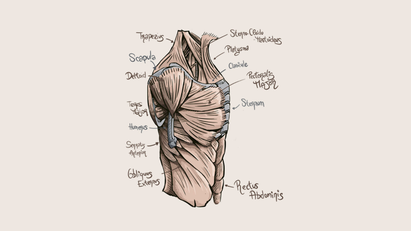 Technical drawing of a human body featuring the seminar: Neural Manipulation of the Upper Limb, by Joan Montserrat.